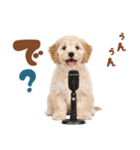 いつでも使える♡マルプーのスタンプ（個別スタンプ：38）