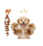いつでも使える♡マルプーのスタンプ（個別スタンプ：39）