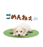 いつでも使える♡マルプーのスタンプ（個別スタンプ：40）