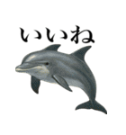 海の生物の日常言葉（個別スタンプ：2）