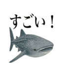 海の生物の日常言葉（個別スタンプ：3）