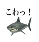 海の生物の日常言葉（個別スタンプ：4）