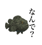 海の生物の日常言葉（個別スタンプ：6）