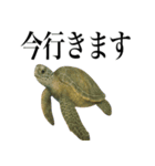 海の生物の日常言葉（個別スタンプ：7）