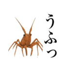 海の生物の日常言葉（個別スタンプ：8）