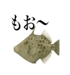 海の生物の日常言葉（個別スタンプ：11）