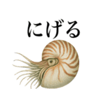 海の生物の日常言葉（個別スタンプ：13）