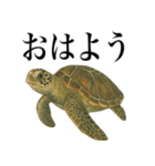 海の生物の日常言葉（個別スタンプ：14）