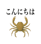 海の生物の日常言葉（個別スタンプ：15）