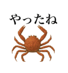 海の生物の日常言葉（個別スタンプ：18）