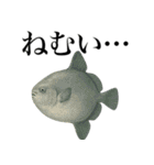 海の生物の日常言葉（個別スタンプ：19）