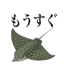 海の生物の日常言葉（個別スタンプ：20）