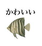 海の生物の日常言葉（個別スタンプ：21）