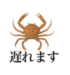 海の生物の日常言葉（個別スタンプ：24）