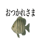 海の生物の日常言葉（個別スタンプ：26）