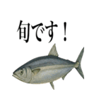 海の生物の日常言葉（個別スタンプ：31）