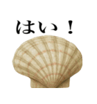 海の生物の日常言葉（個別スタンプ：32）