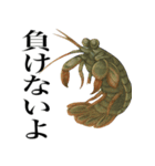 海の生物の日常言葉（個別スタンプ：34）