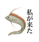 海の生物の日常言葉（個別スタンプ：36）