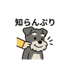 ゆる〜いシュナの日常スタンプ（個別スタンプ：30）