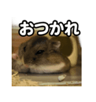 かわいいハムスターの写真スタンプ 日常（個別スタンプ：2）
