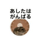 かわいいハムスターの写真スタンプ 日常（個別スタンプ：5）