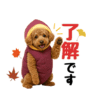 【秋冬】ずっと使えるトイプードル（個別スタンプ：6）
