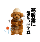 【秋冬】ずっと使えるトイプードル（個別スタンプ：15）