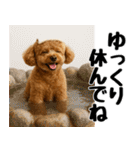 【秋冬】ずっと使えるトイプードル（個別スタンプ：19）