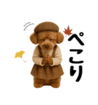 【秋冬】ずっと使えるトイプードル（個別スタンプ：21）