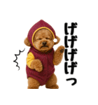 【秋冬】ずっと使えるトイプードル（個別スタンプ：30）