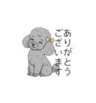 トイプードル グレー（仕事で使える敬語）（個別スタンプ：4）