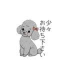 トイプードル グレー（仕事で使える敬語）（個別スタンプ：5）