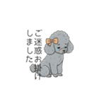 トイプードル グレー（仕事で使える敬語）（個別スタンプ：10）