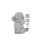 トイプードル グレー（仕事で使える敬語）（個別スタンプ：20）