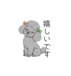 トイプードル グレー（仕事で使える敬語）（個別スタンプ：21）
