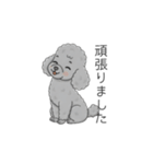 トイプードル グレー（仕事で使える敬語）（個別スタンプ：24）