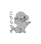 トイプードル グレー（仕事で使える敬語）（個別スタンプ：25）