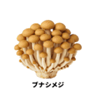 秋の風物詩/秋の味覚/図鑑スタンプ（個別スタンプ：18）