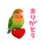 コザクラインコの日常.（個別スタンプ：1）