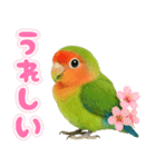 コザクラインコの日常.（個別スタンプ：3）