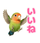 コザクラインコの日常.（個別スタンプ：4）