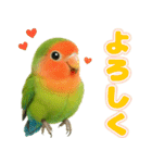 コザクラインコの日常.（個別スタンプ：9）