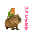 コザクラインコの日常.（個別スタンプ：10）