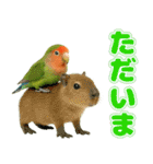 コザクラインコの日常.（個別スタンプ：11）