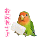 コザクラインコの日常.（個別スタンプ：13）