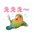 コザクラインコの日常.（個別スタンプ：14）
