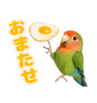 コザクラインコの日常.（個別スタンプ：15）