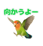 コザクラインコの日常.（個別スタンプ：16）