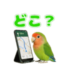 コザクラインコの日常.（個別スタンプ：17）